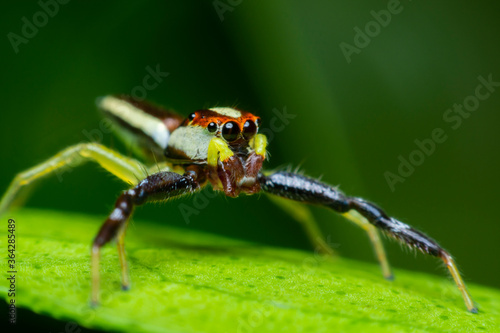 A cute baby spider. Close up the Jumping spider on the leaves. Jumping spiders have some of the best vision among arthropods and use it in courtship, hunting, and navigation.  © Chaimongkol