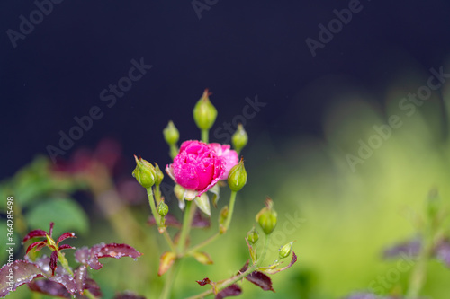 雨に咲く薔薇の花