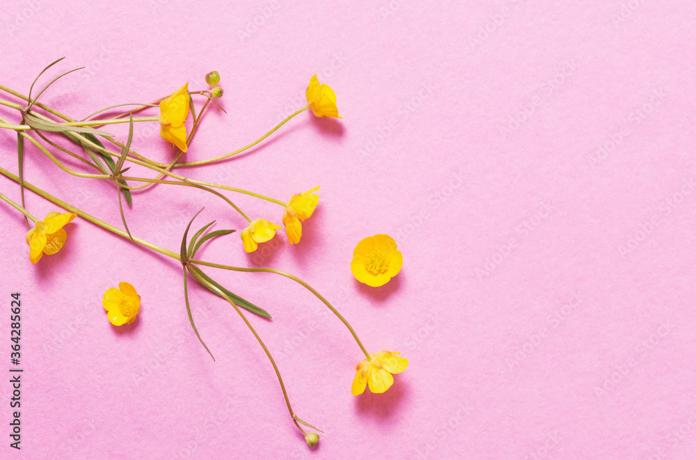 yellow buttercups on pink background yellow buttercups on pink background