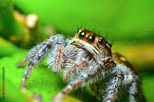 A cute baby spider. Close up the Jumping spider on the leaves. Jumping spiders have some of the best vision among arthropods and use it in courtship, hunting, and navigation.  © Chaimongkol