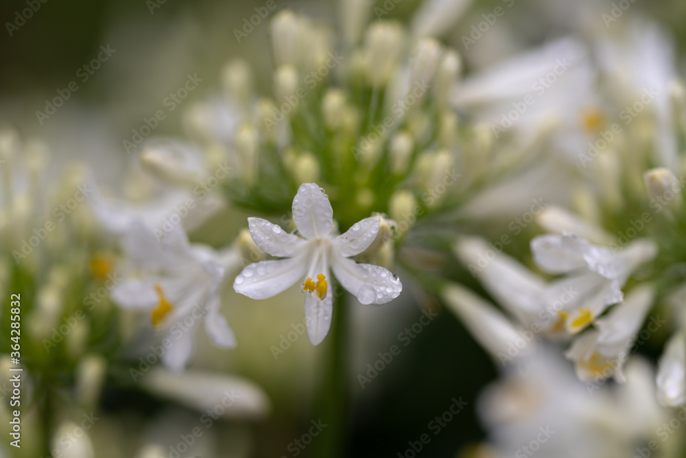雨に咲く白いアガパンサス
