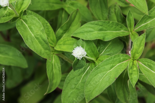 White flower or Gomphrena globosa Flower