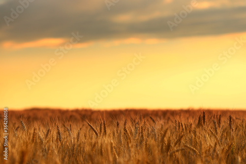 A field of wheat in the beautiful sunset light