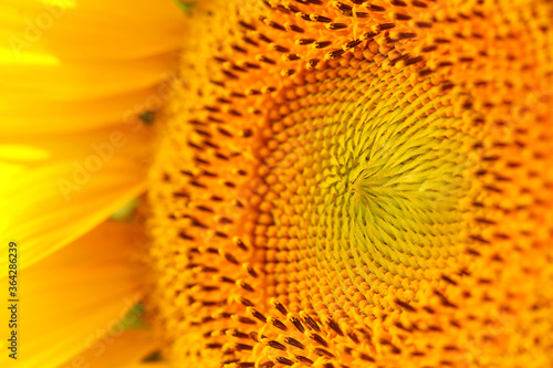Sunflower close-up in a field on a Sunny day