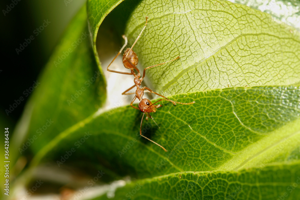 Close up red ant on green leaf in nature at thailand Close up red ant on green leaf in nature at thailand