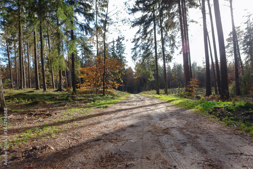 Fototapeta premium Las Łężyce woj. pomorskie