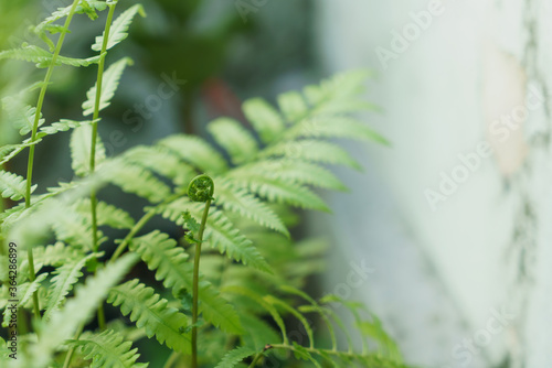 Young shoots of vegetable fern leaves photo