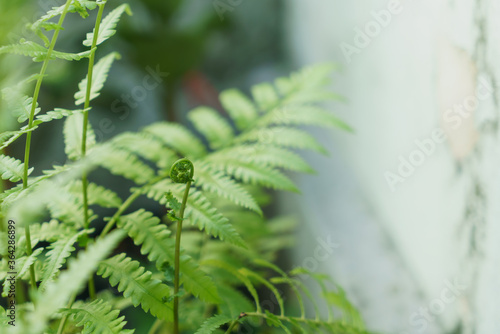 Young shoots of vegetable fern leaves
