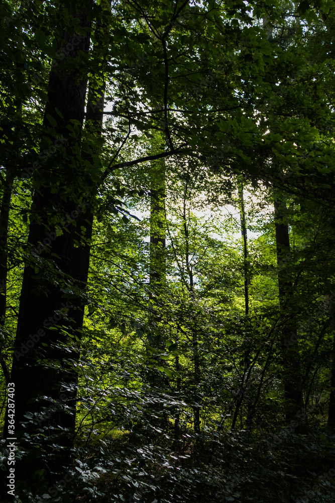 Obraz premium sunlight in the forest