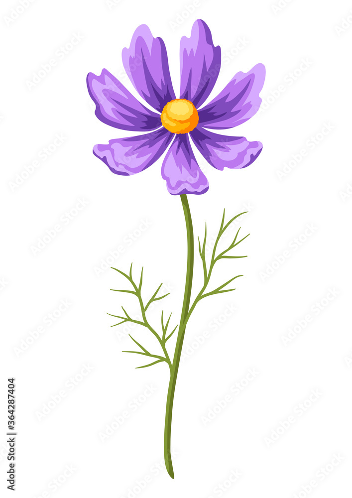Illustration of realistic cosmea. Beautiful flower.