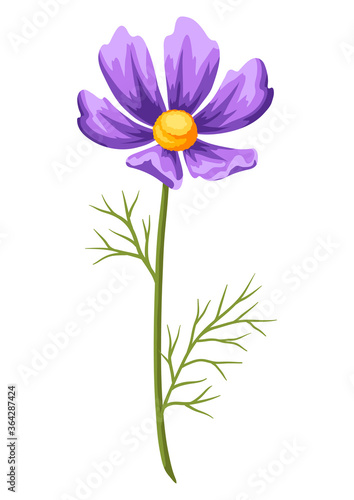 Illustration of realistic cosmea. Beautiful flower.