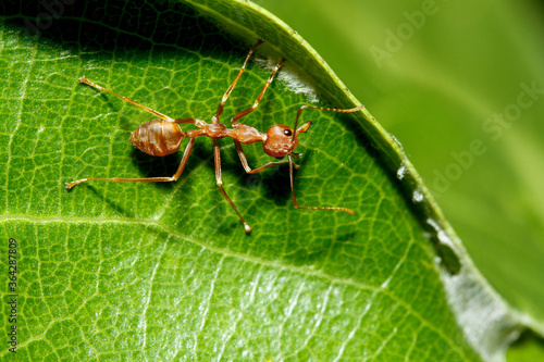 Wallpaper Mural macro red ant on green leaf in nature at thailand Torontodigital.ca