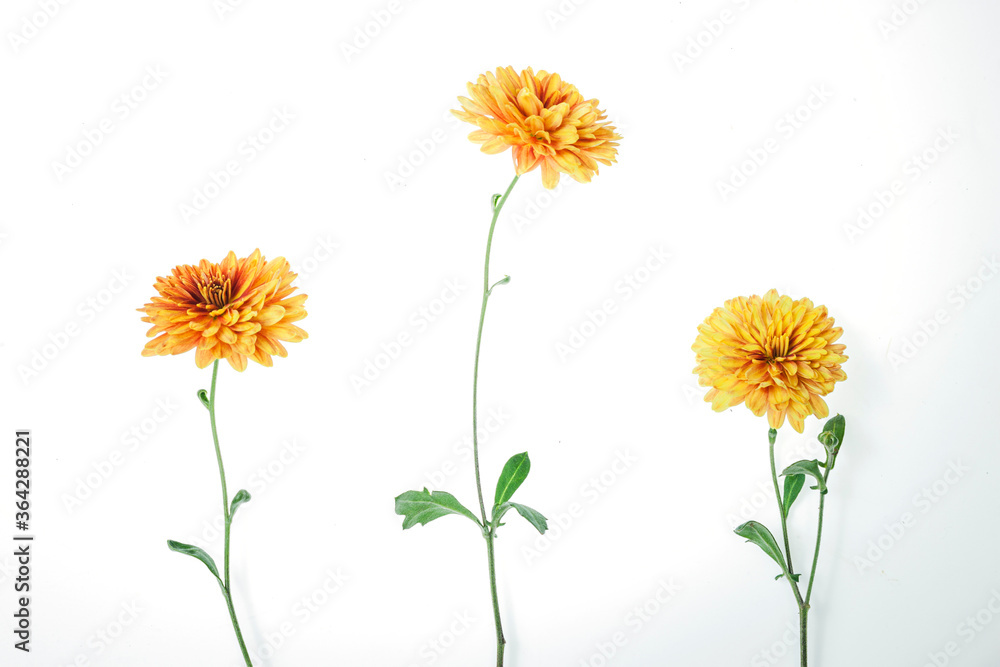 Naklejka Flowers composition from chrysanthemum flowers