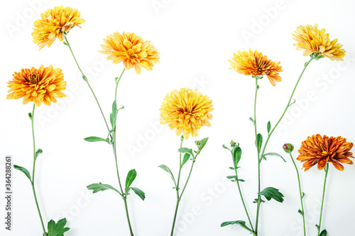 Flowers composition from chrysanthemum flowers