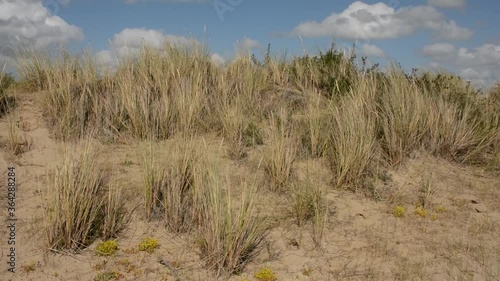 Long grass waving in the wind on the dunes of the Belgian coast in De Panne, Flanders photo