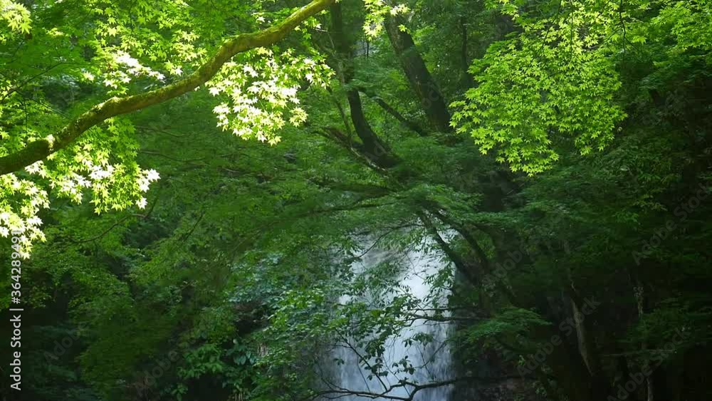 新緑の木々と滝の流れる風景 風に揺らぐ木漏れ日の葉 新緑の木々と滝の流れる風景 風に揺らぐ木漏れ日の葉