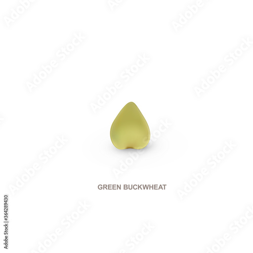 Realistic green buchwheat for healthy eating. Vector illustration.