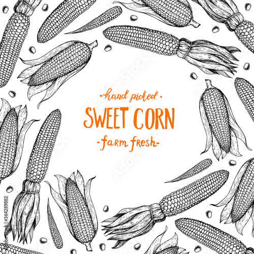 Corn, maize sketch. Hand drawn corn design. Sketch background. Vector illustration. Corn on the cob hand drawn vector illustration. Engraved style, vintage design.
