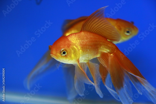 goldfish in aquarium