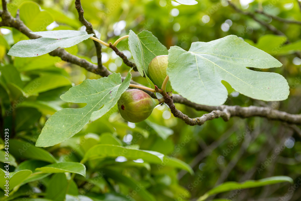 Fototapeta premium Fig not ripe in a garden. Summer is coming with fig tree