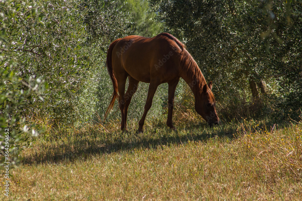Naklejka premium Nella maremma