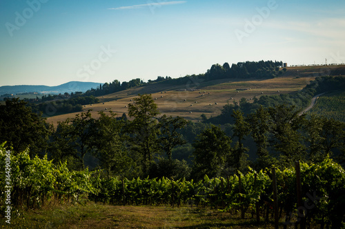 Panorama con girasoli e vigne
