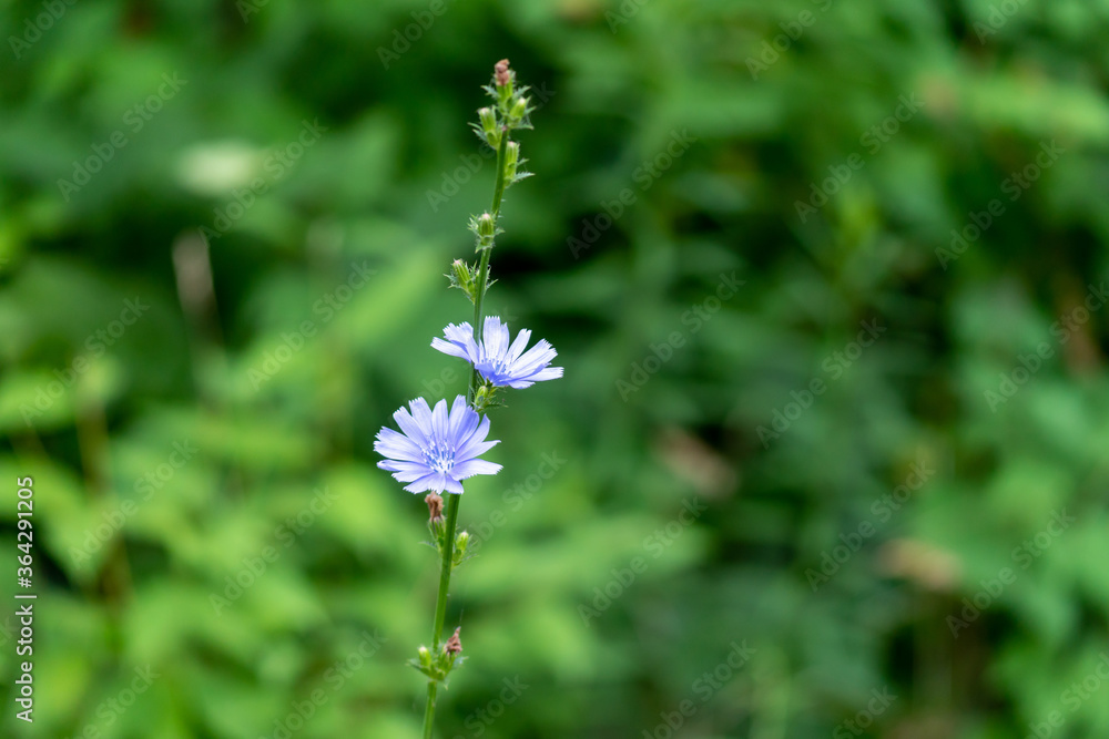 Small purple daisies Small purple daisies