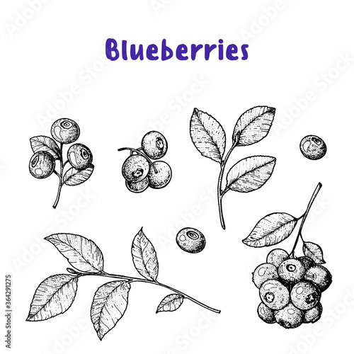 Blueberries hand drawn vector illustration set. Blueberry berries and leaf hand drawn sketch illustration. Engraved food image