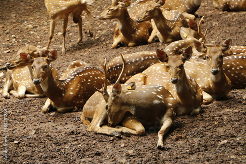 deer  group 