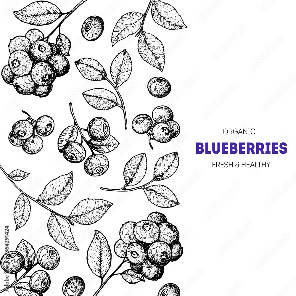 Blueberries hand drawn vector illustration set. Blueberry berries and leaf hand drawn sketch illustration. Engraved food image Blueberries hand drawn vector illustration set. Blueberry berries and leaf hand drawn sketch illustration. Engraved food image