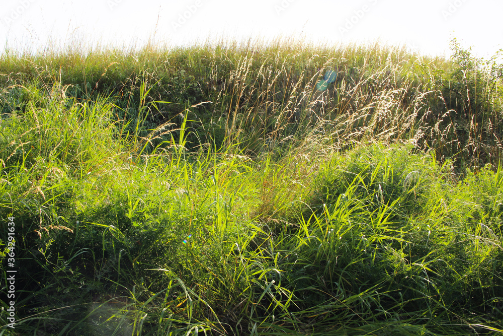 Beautiful, lush green grass grows on the hill. Beautiful, lush green grass grows on the hill.