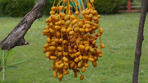 The golden-brown date palm fruit from a bunch
