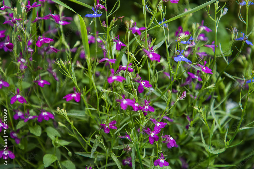 In garden after rain. Selective focus with shallow depth of field. In garden after rain. Selective focus with shallow depth of field.