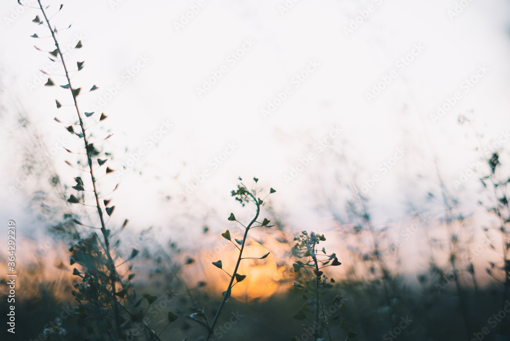 夕日に照らされた川沿いに咲く花 Stock Photo Adobe Stock