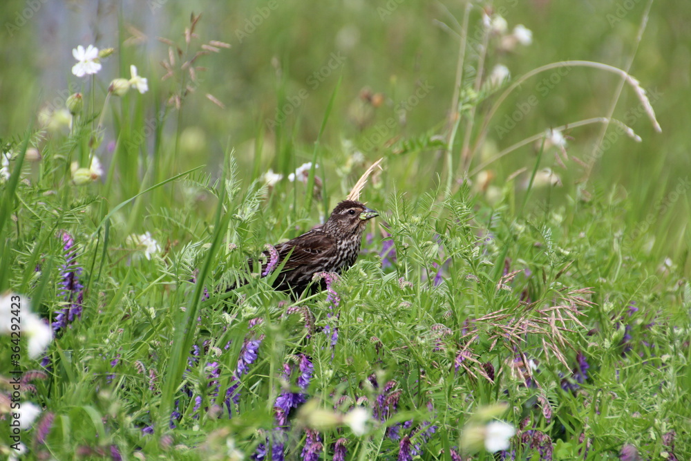 Female Red Winged Blackbird Resting In The Grass, Pylypow Wetland, Edmonton, Alberta Female Red Winged Blackbird Resting In The Grass, Pylypow Wetland, Edmonton, Alberta