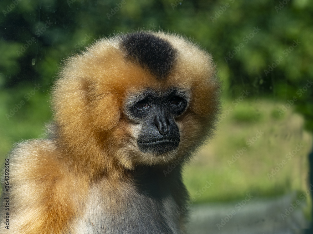 Fototapeta premium Female Gabriella's gibbon, Nomascus gabriellae, males are black