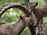 Siberian ibex, Capra sibirica, mountain goat, great climbs on rocks