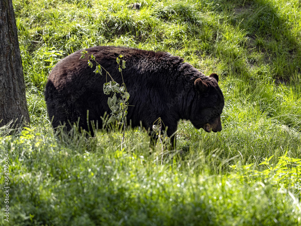 American black bear, Ursus americanus, looking for food in mature grass American black bear, Ursus americanus, looking for food in mature grass