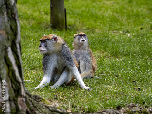 A pair of Patas Monkey, Erythrocebus patas, sitting on a green lawn and watching the surroundings © vladislav333222