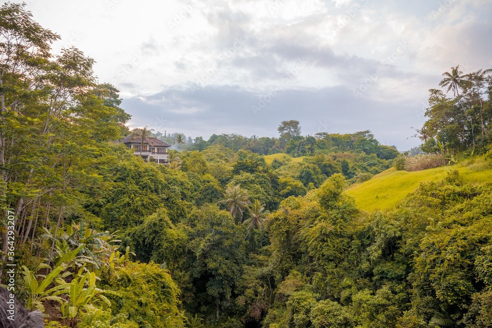 Balinese jungle near Ubud