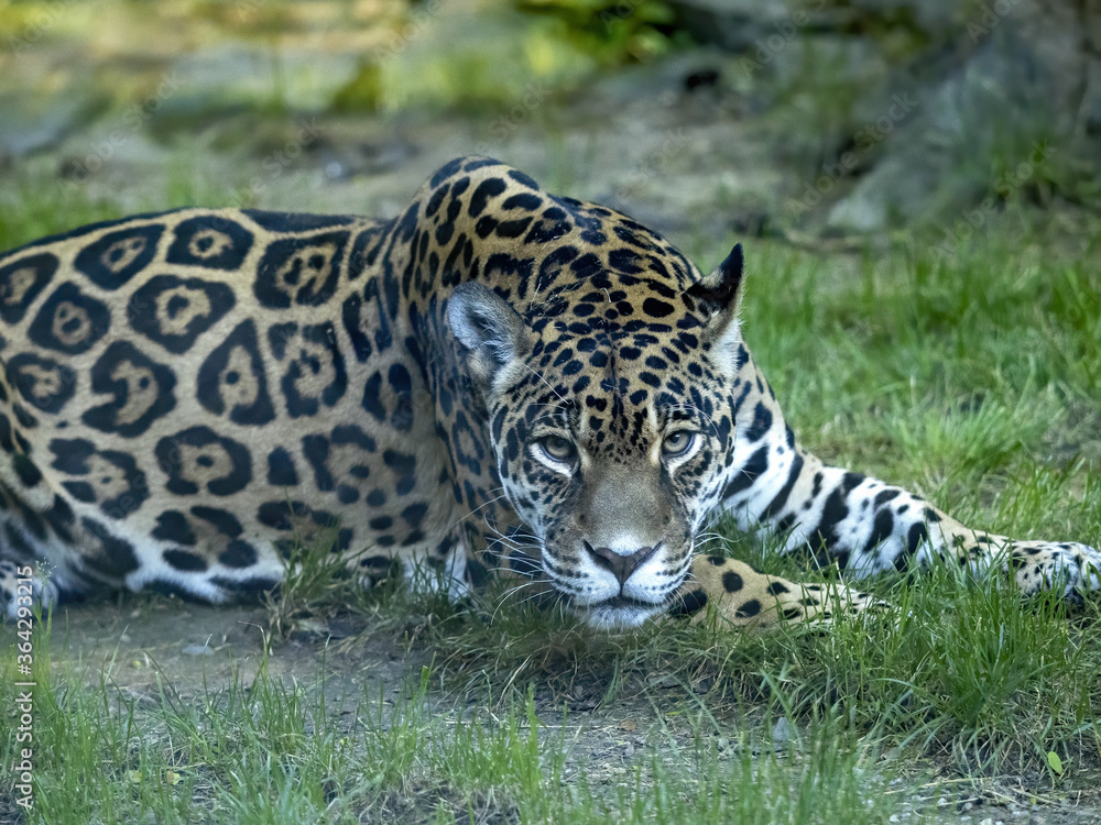 The jaguar, Panthera onca, walks across the green lawn and observes the surroundings