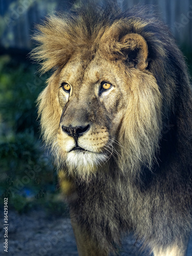 Portrait of a beautiful big male Barbary the Lion  Panthera leo leo