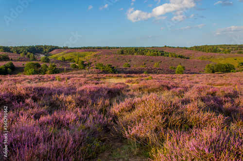 Blooming purple heather fields in National Park Veluwezoom, Posbank.