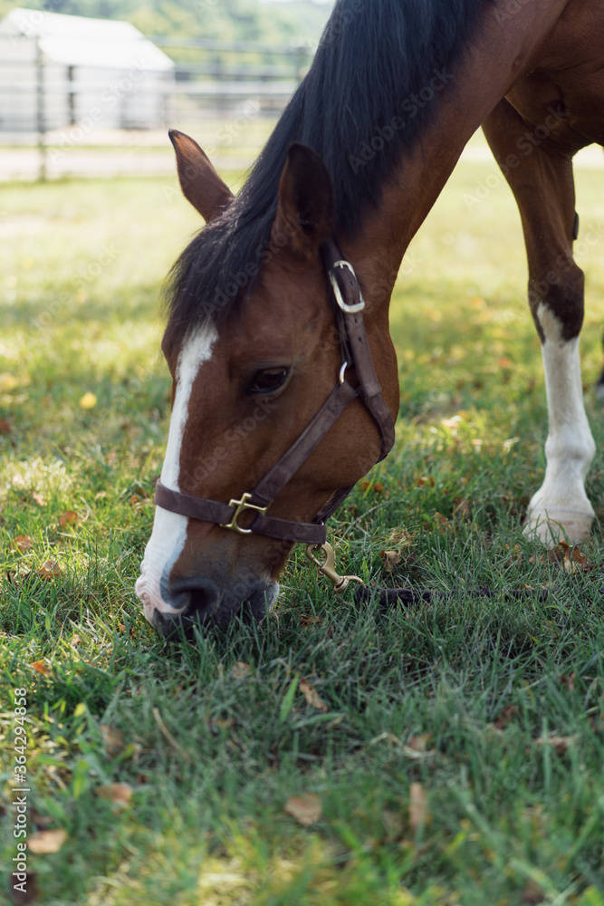 Obraz premium horse grazing on grass