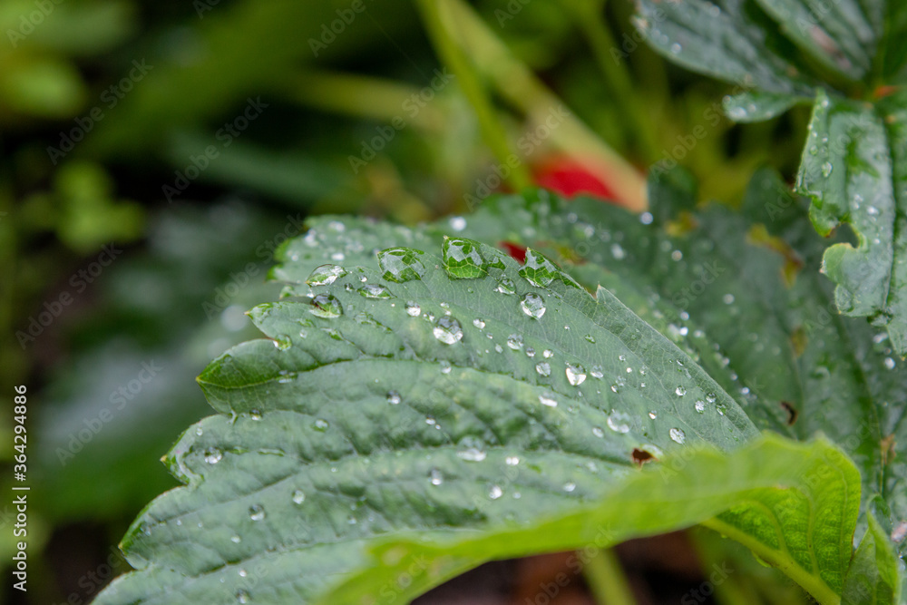 rain drops on a red leaf rain drops on a red leaf