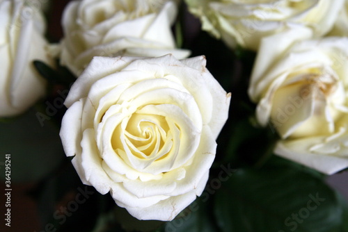 bouquet of white blooming roses close up