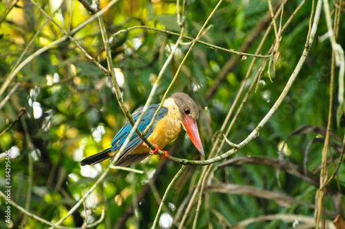 This is one of the various varieties of Kingfisher bird that can be seen in India. This one was clicked in the southern state of Kerala.