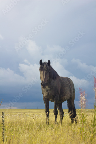 Black horse in the field. © LiliyaDzyba