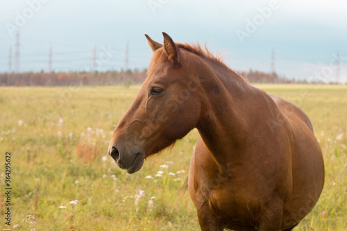 horse in the field. equestrian sport  hippodrome. red-headed hoofed animal
