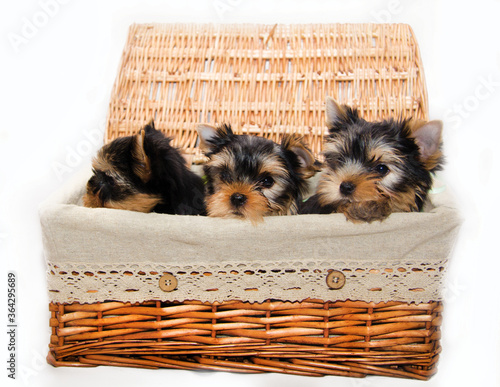 little dogs in a basket on a white background. paroda york photo